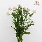 Ranunculus Butterfly Pink 蝴蝶洋牡丹 - (Per Bundle)