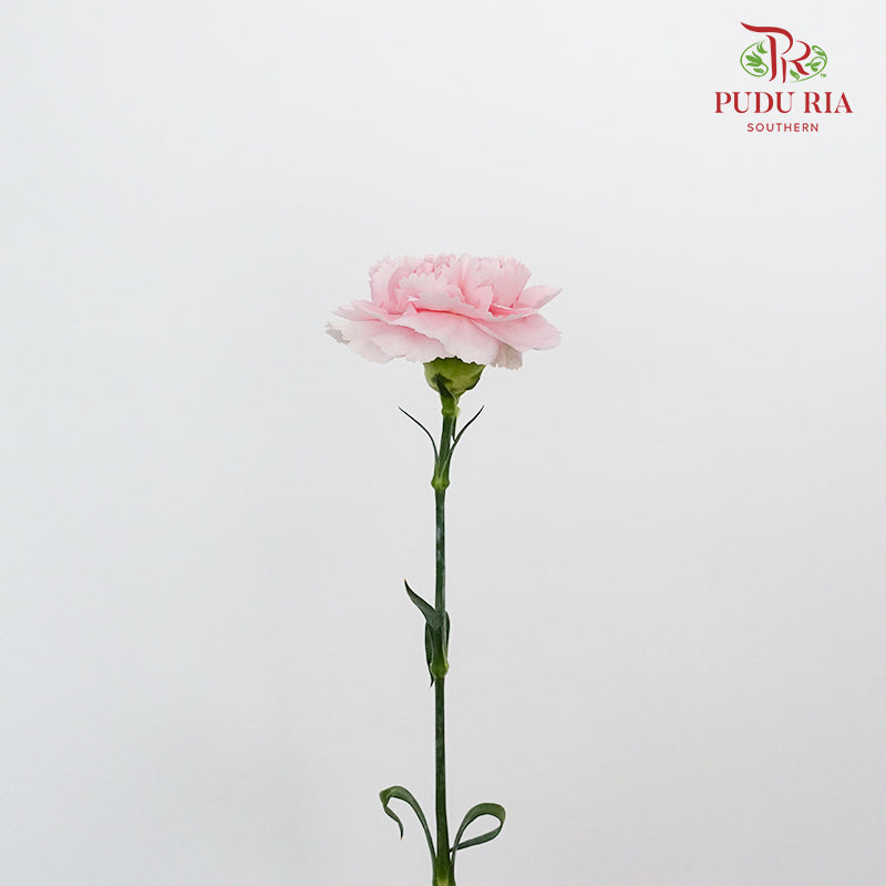 Carnation Romance (8-10 Stems) - Pudu Ria Florist Southern