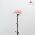 Carnation Romance (8-10 Stems) - Pudu Ria Florist Southern