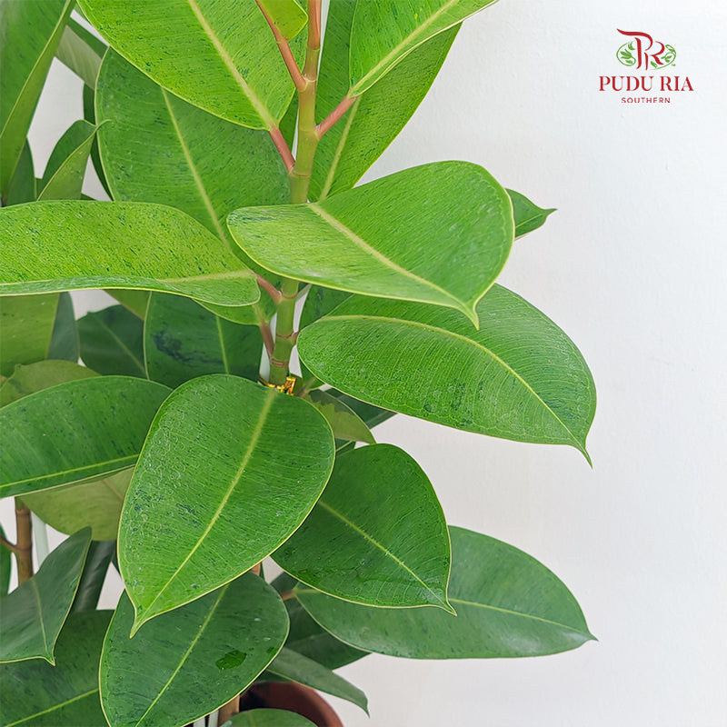 Ficus Elastica Sheverean 60cm/70cm