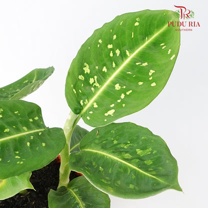 Dieffenbachia Reflector - Pudu Ria Florist Southern