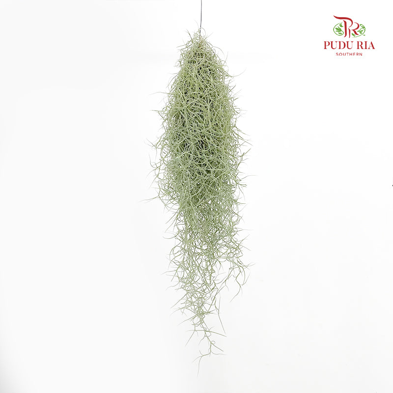 Spanish Moss (Air Plant)