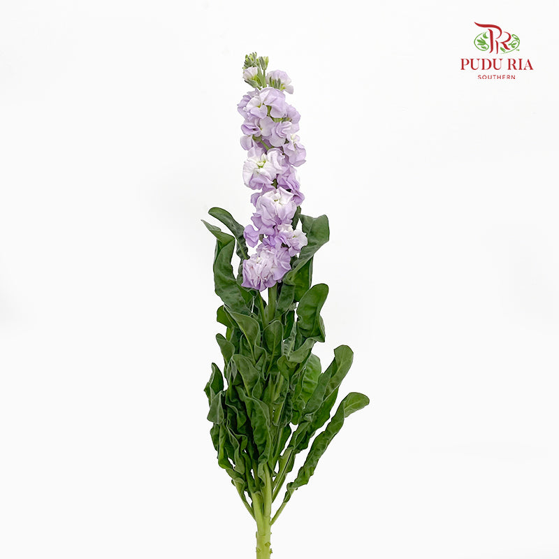 Matthiola Light Purple 紫罗兰 - (Per Bundle)