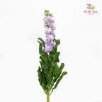 Matthiola Light Purple 紫罗兰 - (Per Bundle)