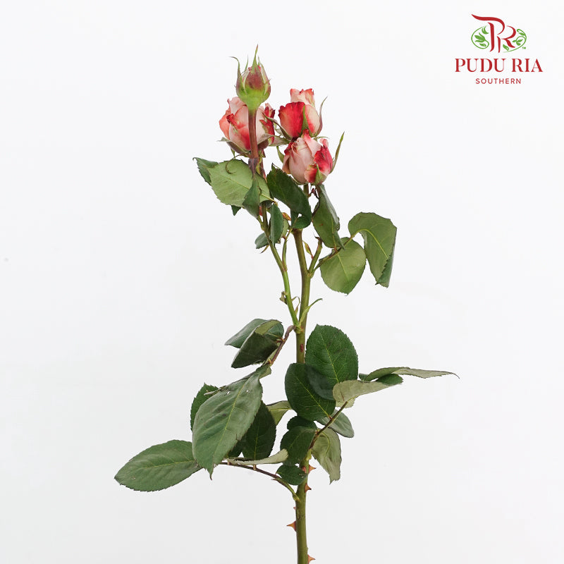 Rose Spray Cappuccino - (5 Stems)