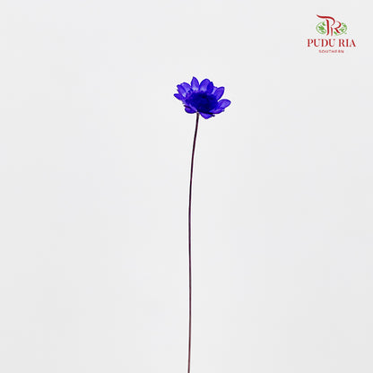 Dry Little Star Flower - Purple