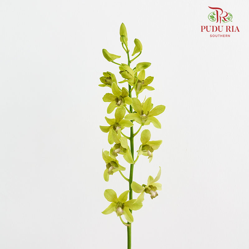 Dendrobium Orchid Green 绿石斛兰 - (10 Stems)