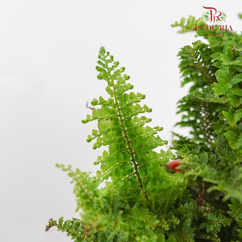 Ruffles Fern