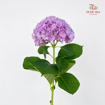 Hydrangea Soft Purple - (Per Stem)