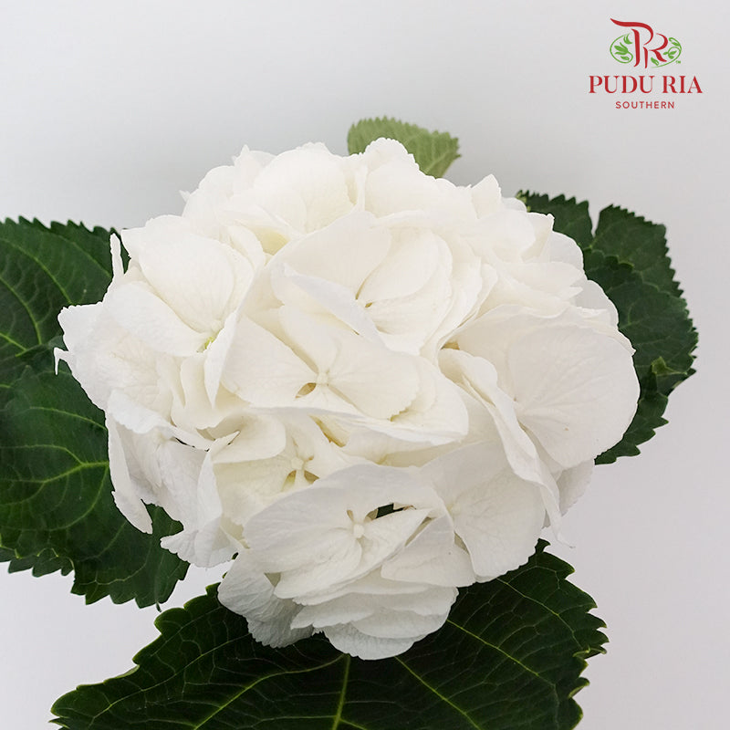 Hydrangea White / Per Stem - Pudu Ria Florist Southern