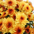 Chrysanthemum Pompom Brown/Yellow 3 - (10-12 Stems)