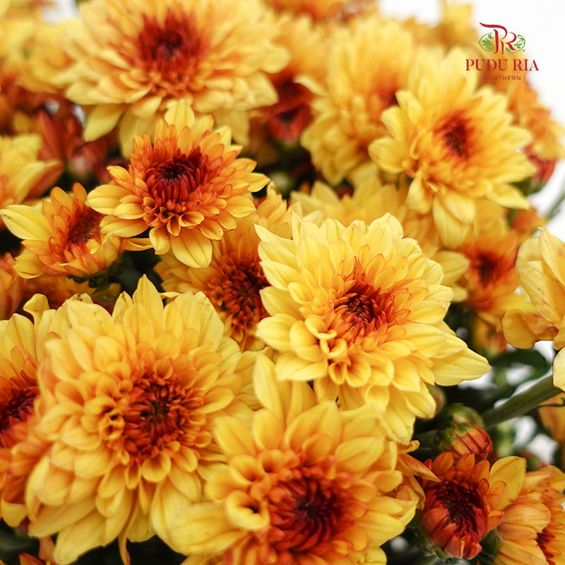 Chrysanthemum Pompom Brown/Yellow 3 - (10-12 Stems)