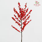 Ilex Purpurea Hassk Red - (5 Stems)