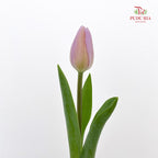 Tulip Purple 郁金香 - (8-10 Stems)