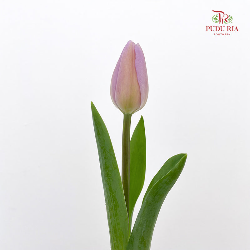 Tulip Purple 郁金香 - (8-10 Stems)
