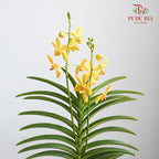 Mokara Orchid Pot - Yellow - Pudu Ria Florist Southern