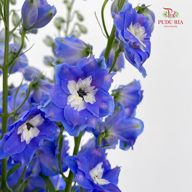 Delphinium Giant Blue - (5 Stems)