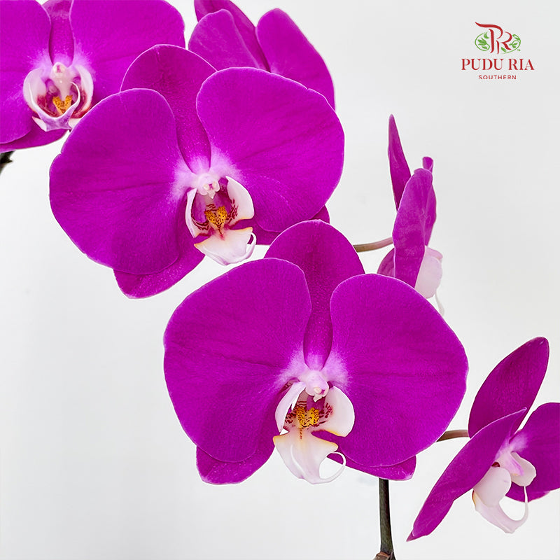 Phalaenopsis Orchid Purple Center White Big Single Stem