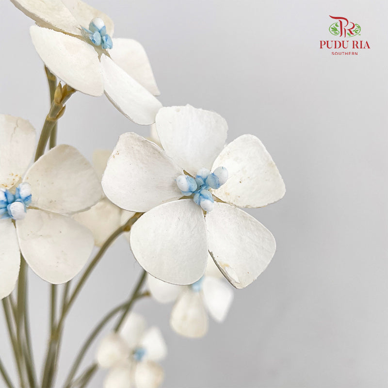 Dry Violet - White Center Blue