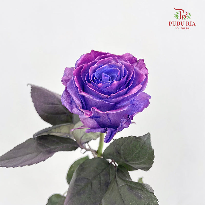 Rose Mondial Dyed Dewberry Metallic - (8-10 Stems)