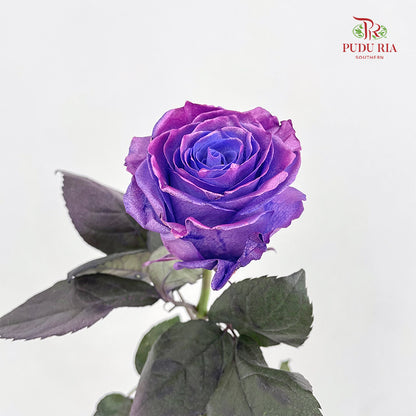 Rose Mondial Dyed Dewberry Metallic - (8-10 Stems)