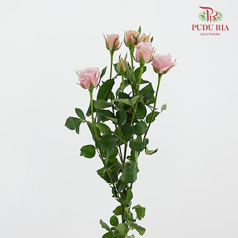 Rose Spray Lila - (8-10 Stems)