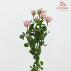 Rose Spray Lila - (8-10 Stems)
