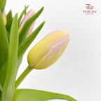 Tulip Yellow 郁金香 - (8-10 Stems)