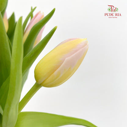 Tulip Yellow Tone Pink - (8-10 Stems)