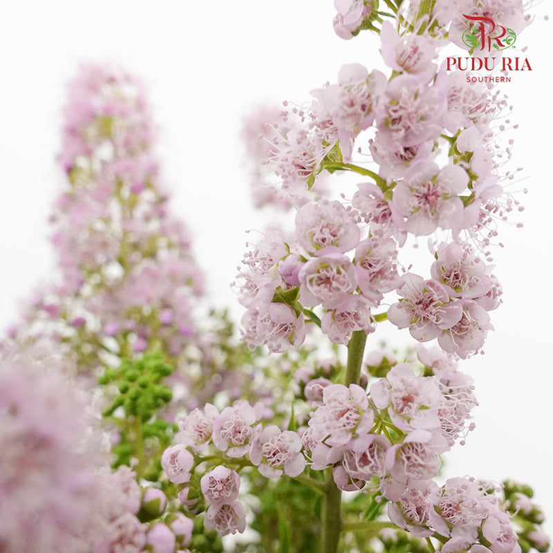 Sorbaria Sorbifolia Pink - Pudu Ria Florist Southern