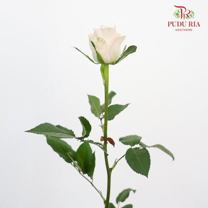 Rose Libra  (8-10 Stems) - Pudu Ria Florist Southern