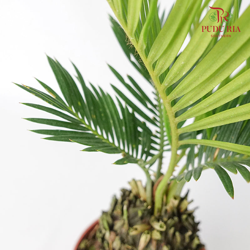 Cycas - Pudu Ria Florist Southern