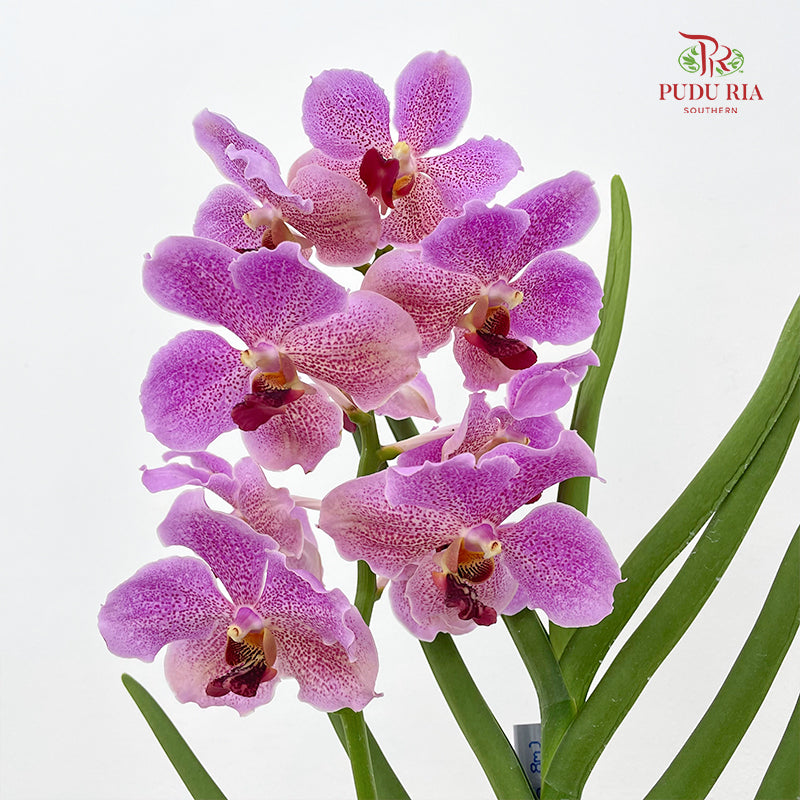 Vanda Butterfly