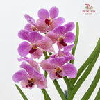Vanda Butterfly