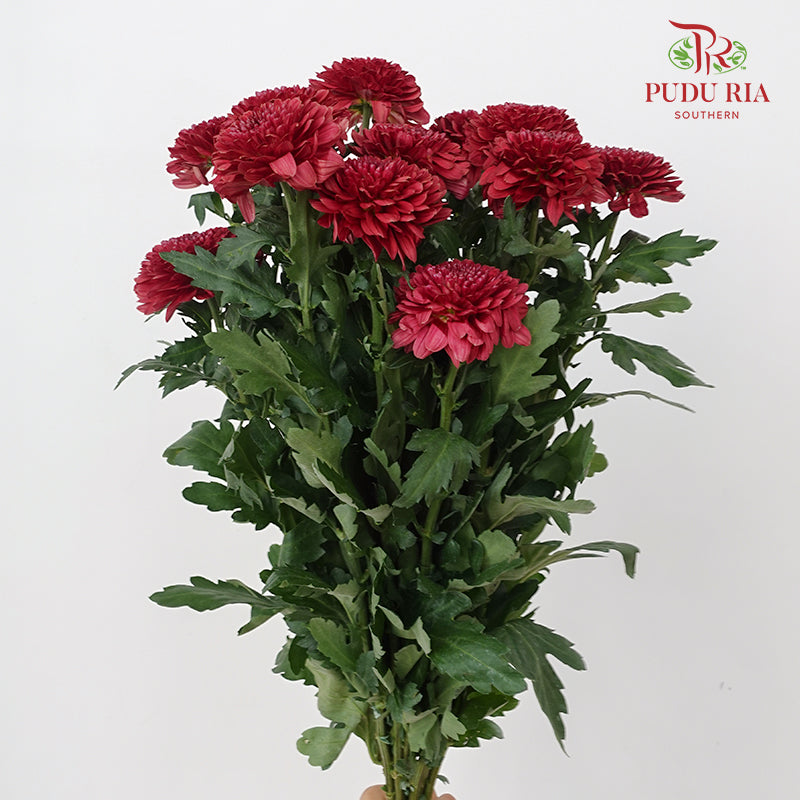 Chrysanthemum Ping Pong Red (10-12 Stems)