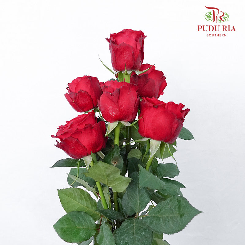 Rose Rouge Royal (6 Stems) - Pudu Ria Florist Southern