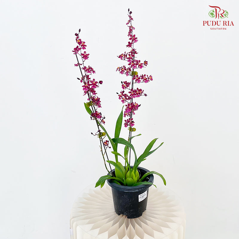 Treegrow Oncidium Plant Purple