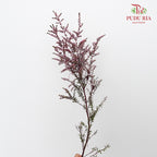 Snow Plum Pink - Pudu Ria Florist Southern