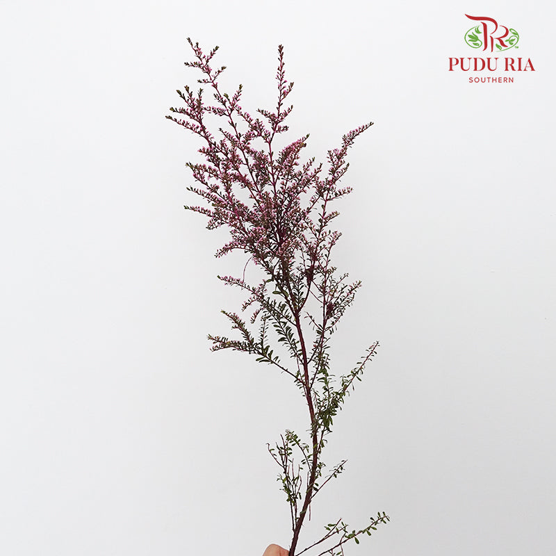 Snow Plum Pink - Pudu Ria Florist Southern
