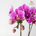 Phalaenopsis Orchid Purple Without Pot / Per Stem (S) - Pudu Ria Florist Southern