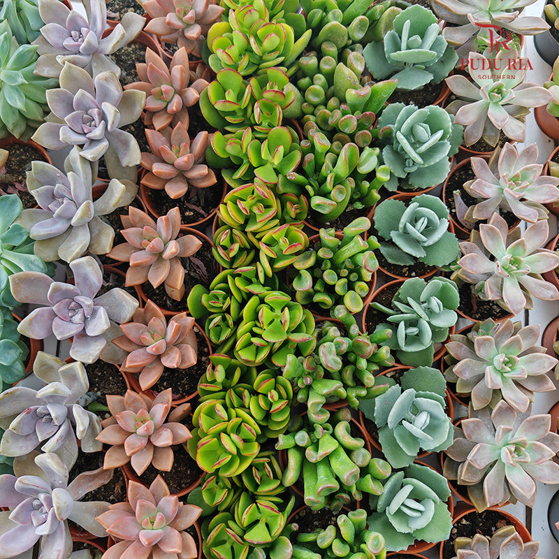 Succulent Mixed (S)