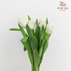 Tulip Liberstar White 皇冠郁金香 - (8-10 Stems)