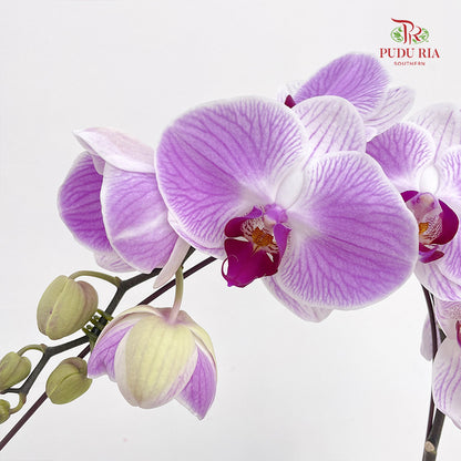 Phalaenopsis Orchid Purple With Stripes Big Single Stem