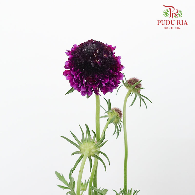 Scabiosa Colour Dark Purple (Per Bundle) - Pudu Ria Florist Southern