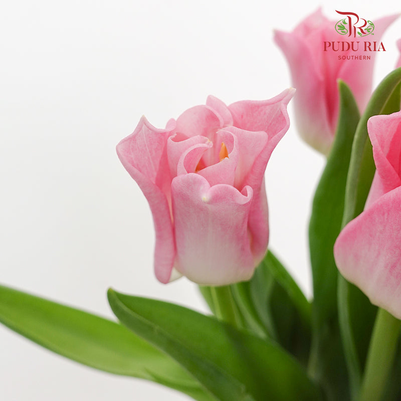 Tulip Liberstar Pink 皇冠郁金香 - (8-10 Stems)