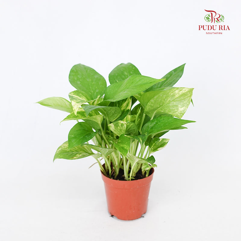 Money Plant Rar / Gold