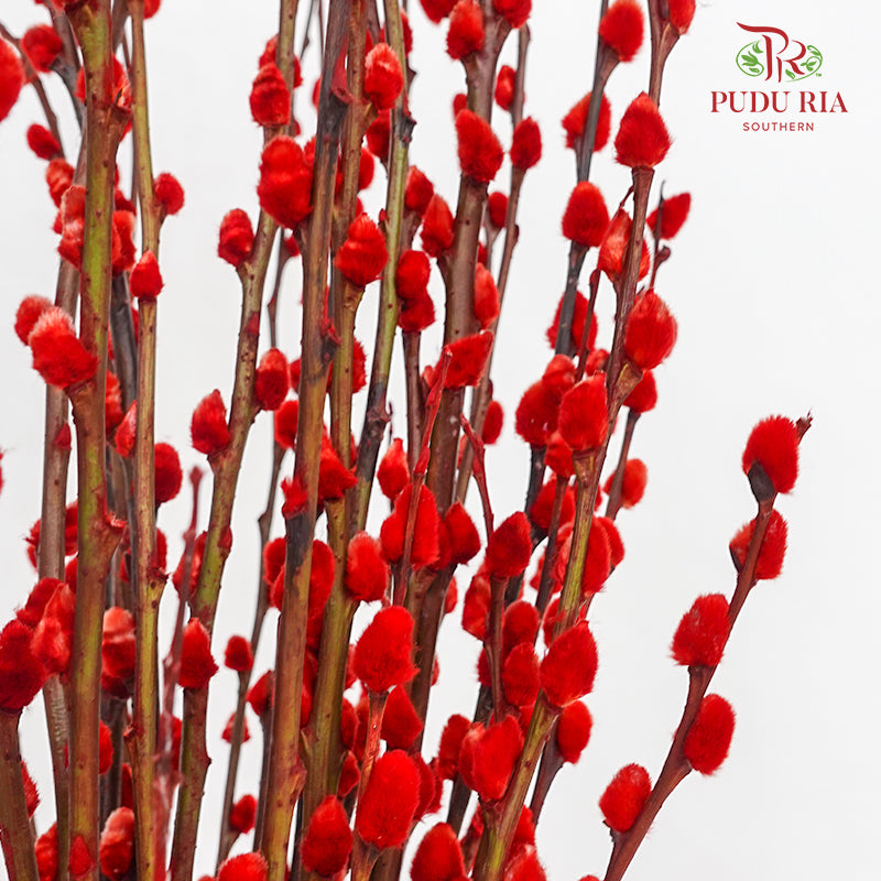 CNY Arrangement 2024#28