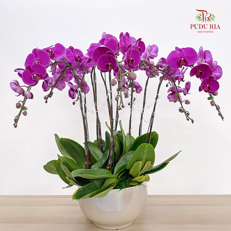 Grand Opening Phalaenopsis Orchid Arrangement (10 Stems)