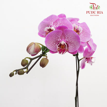 Phalaenopsis Orchid Spot Light Purple Big Single Stem