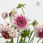 Scabiosa Pink 蓝盆花 - (Per Bundle)